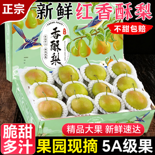 山西红香酥梨10斤装梨子新鲜水果当季整箱香梨礼盒雪梨脆甜青酥梨