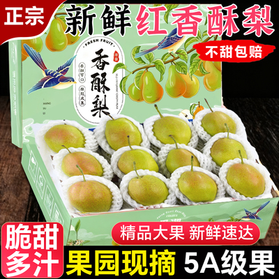 红香酥梨新鲜脆甜多汁梨子