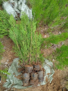 侧柏柏树圆柏扁柏土球发货易成活绿化苗木基地直供产地直销四季常
