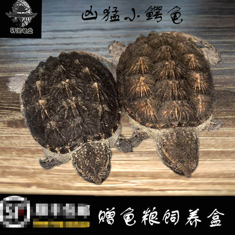 宠物龟凶猛乌龟龟苗观赏鳄鱼吃肉北美正宗500云南迷你佳茗茶饼普在类目 宠物/宠物食品及用品, 水族世界, 龟/鳖中 - 来自Buy2taobao.com提供专业的淘宝代购服务