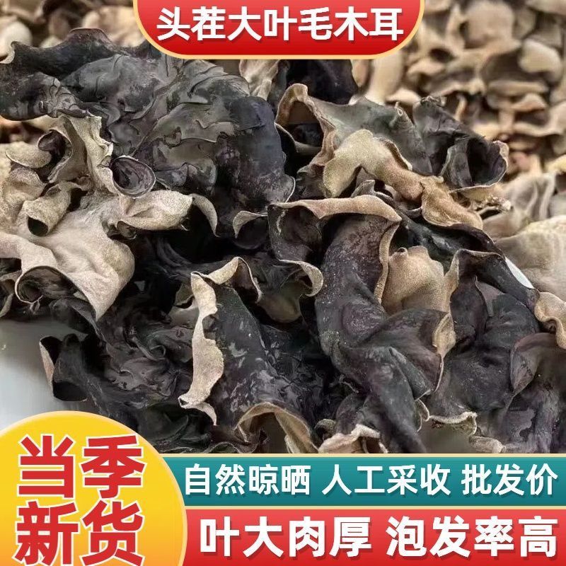 头茬白背毛木耳干货特厚大片脆木耳螺狮粉小众火锅食材正宗木耳
