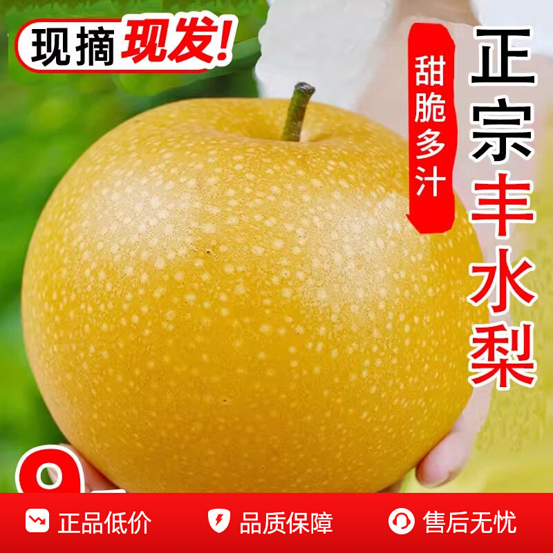山东丰水梨新鲜9斤梨子水果当季整箱10黄皮花脆甜酥翠雪梨包邮