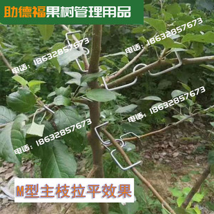 适用果树拉枝定型器苹果树弯别开角压神器弯石榴枇杷盆景柑桔sm钩