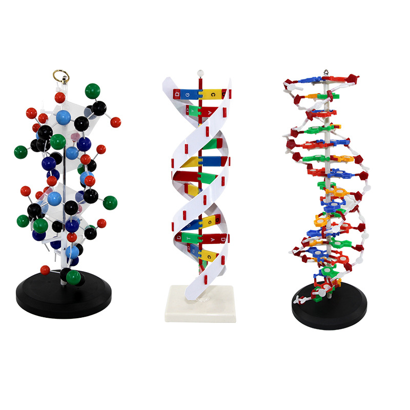 青华DNA模型生物基因链双螺旋链球形蛋白质模型学校老师教学演示