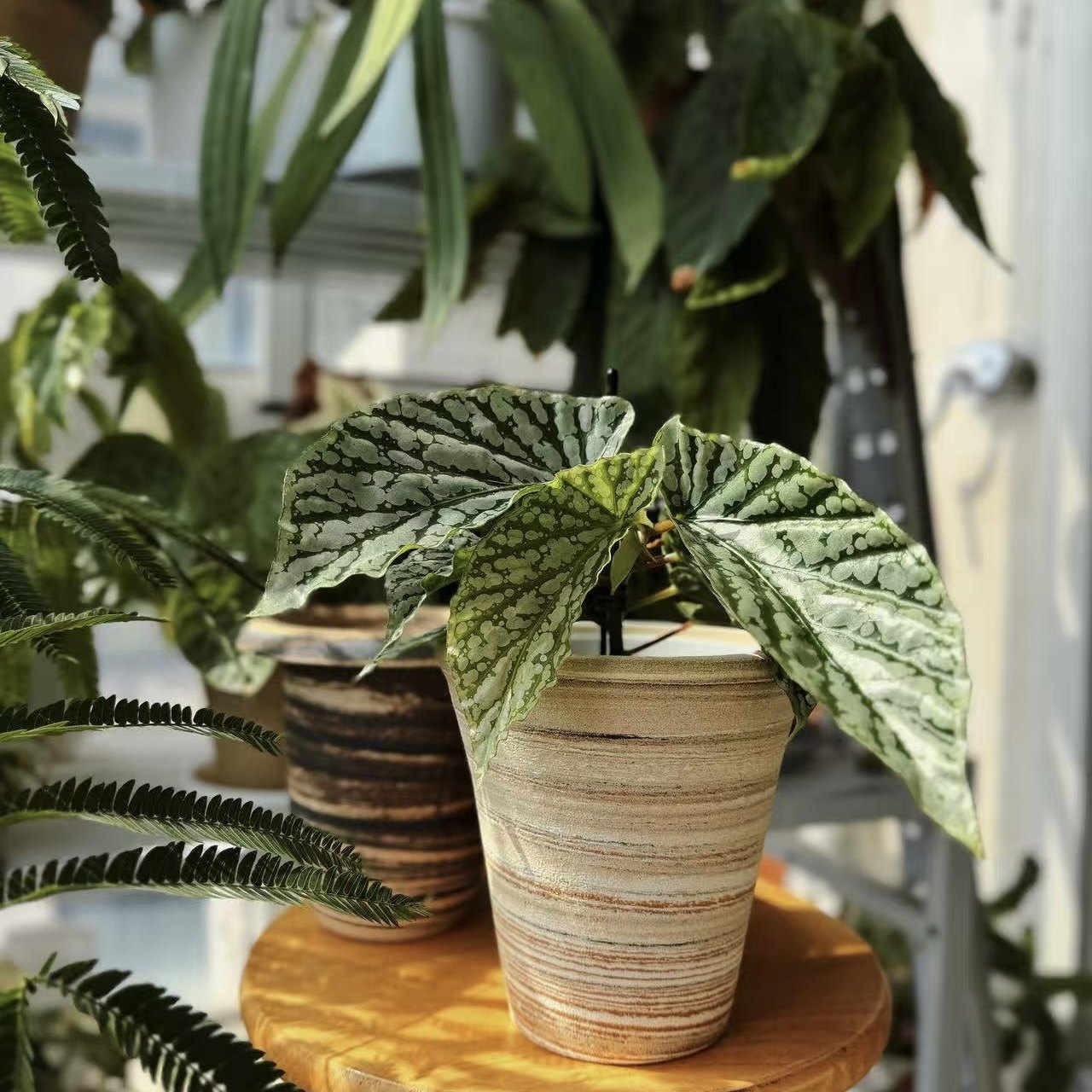 ins小红书粗陶花盆简约客厅阳台景德镇植物多肉秋海棠彩叶芋套盆,鲜花速递/花卉仿真/绿植园艺,花盆,淘宝优惠券,粉丝福利购,淘宝优惠卷