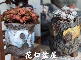 坛子姐 山石风贴片小高老桩贴片粗陶度夏白菊景德镇多肉花盆 新品