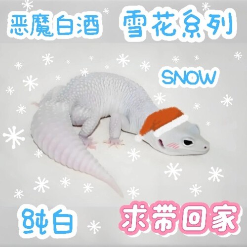 豹纹守宫全套新手小朋友活体好养可爱温顺懒人爬宠恶魔白雪花蜜橘