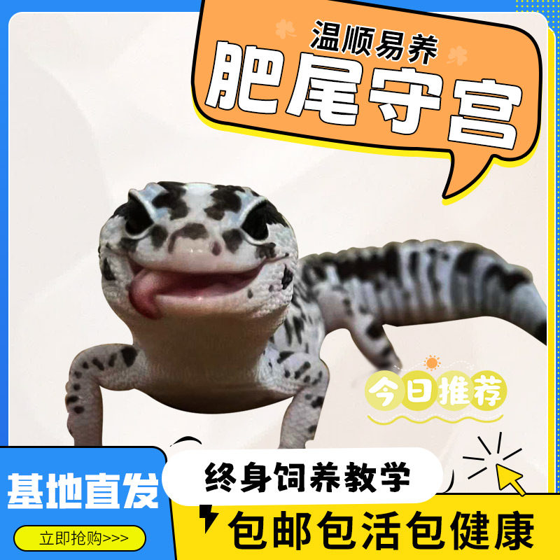 肥尾守宫可爱温顺龙傲天小蜥蜴