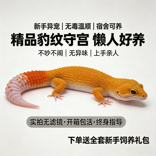 豹纹守宫蜜桔小火龙适合新手温顺