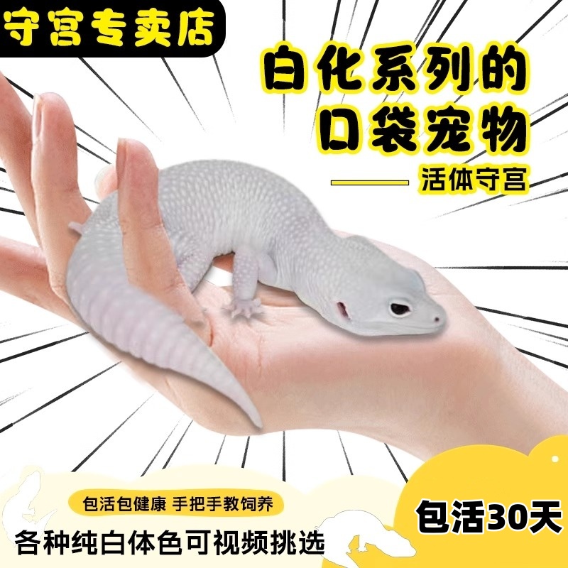 小火龙蜥蜴恶魔白酒守宫
