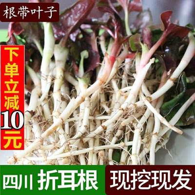 现挖四川折耳根鱼腥草新鲜蔬菜农家菜野地菜凉拌即食当季2斤3斤