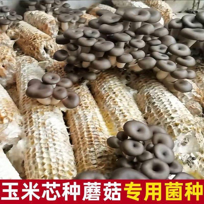 自种蘑菇菌包玉米芯棒种植家庭养殖食用平菇猴头接种三级基地