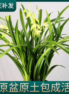 兰花苗原盆原土室内花卉绿植盆栽带花苞名贵蕙兰浓香国兰四季建兰