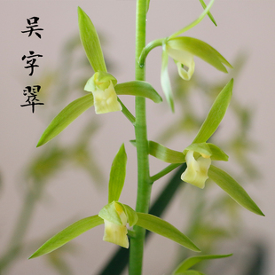 兰花苗宽叶墨兰绿素吴字翠老种兰花浓香带花苞花卉绿植盆栽