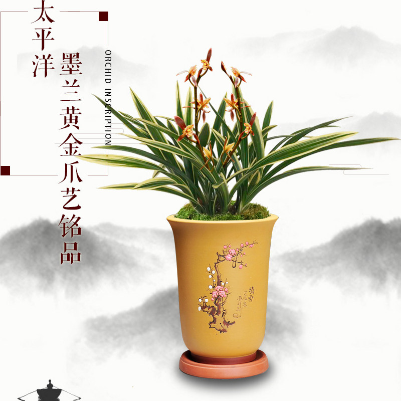 翁源兰花墨兰太平洋名贵线艺铭品兰花苗室内客厅大型绿植物盆栽