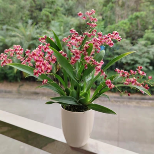 带花苞文心兰花梦香盆栽洋兰浓烈香味泰国香水石斛苗花卉绿植