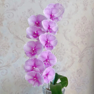 蝴蝶兰（3.0加高 特大特壮苗）粉迷雾中大花成熟苗无花梗绿植盆栽