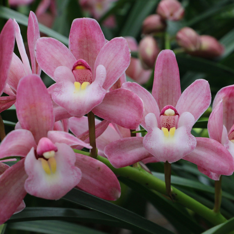 国兰【樱花】浓香型浪漫兰花盆栽秋冬开花