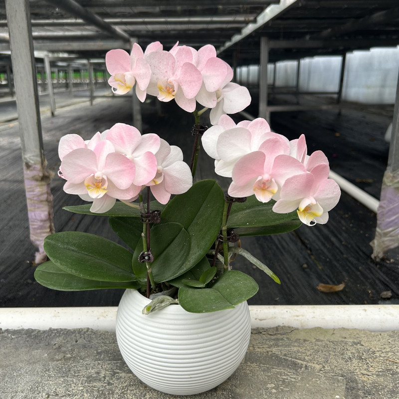 蝴蝶兰水蜜桃植物工艺喷色花中小株型好养高端绿植花卉,鲜花速递/花卉仿真/绿植园艺,国兰/杂交兰/洋兰类,淘宝优惠券,粉丝福利购,淘宝优惠卷