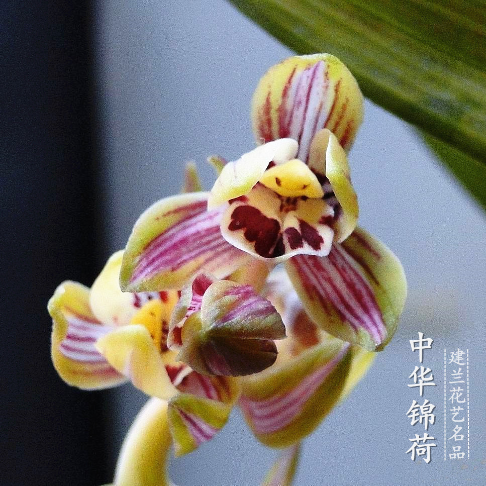 翁源兰花建兰铭品中华锦荷