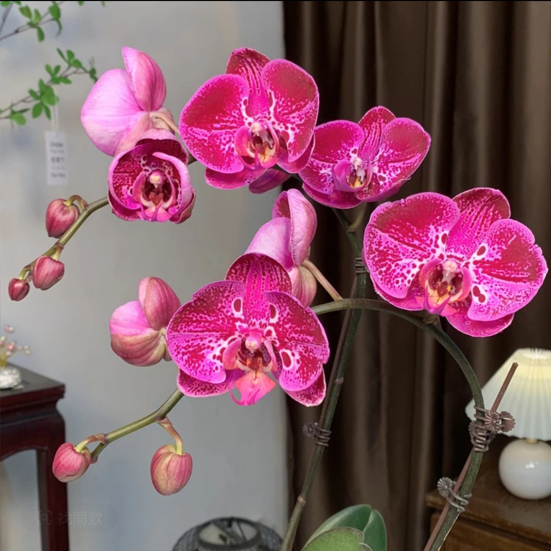 蝴蝶兰大花型特A级中国红黑金刚带花苞高端好养室内绿植花卉盆栽,鲜花速递/花卉仿真/绿植园艺,国兰/杂交兰/洋兰类,淘宝优惠券,粉丝福利购,淘宝优惠卷