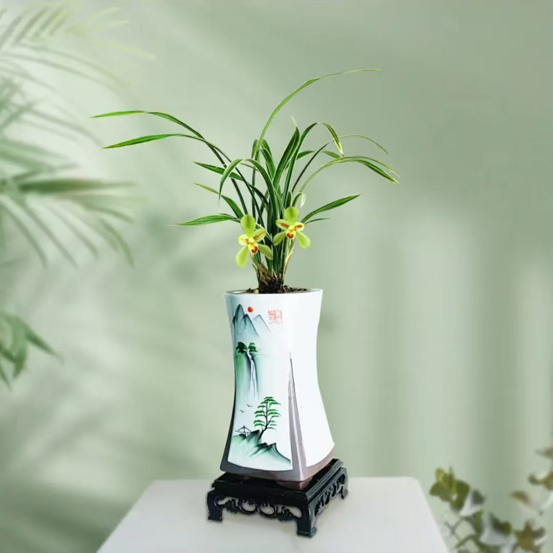 (带花苞)春剑兰花华夏美人金边细叶春兰桌面花卉绿植盆栽浓香型
