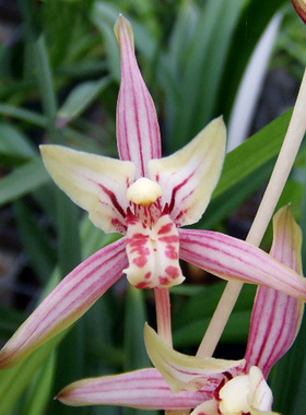 四季兰绿鸟嘴浓香型建兰红色花卉室内外绿植盆栽夏秋带花苞