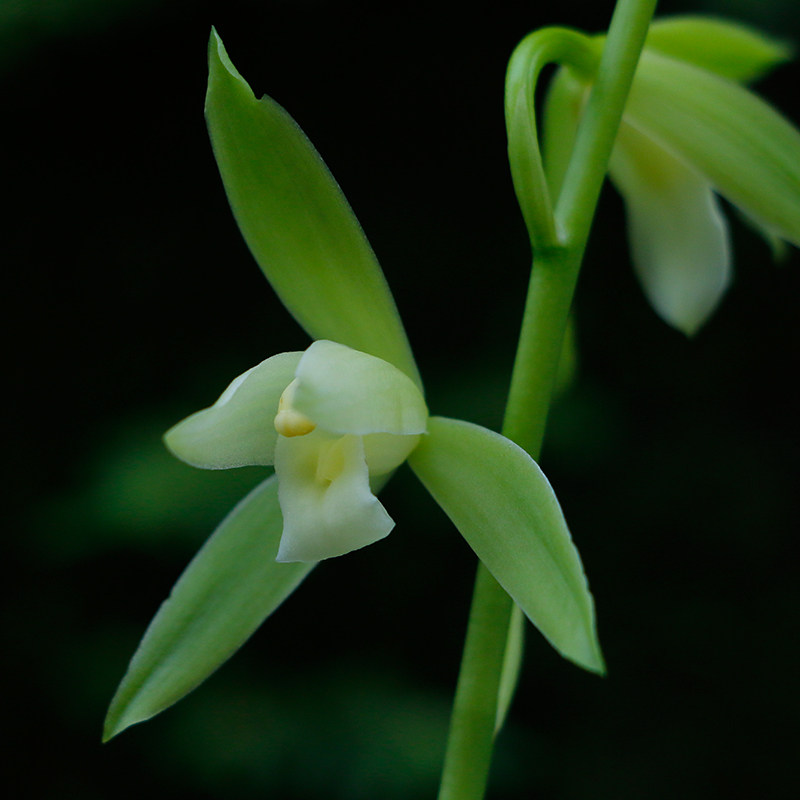 兰花苗【龙岩素】建兰盆栽室内客厅四季花卉绿植兰草