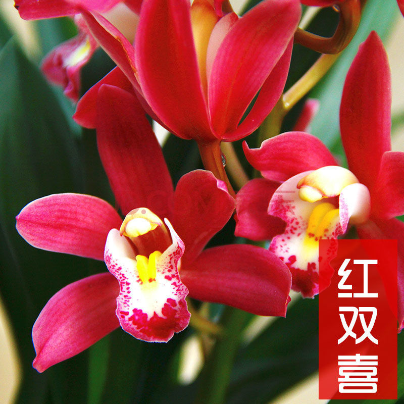 翁源兰花【带花苞】大花蕙兰红双喜年宵花红色浓香花卉盆栽绿植物