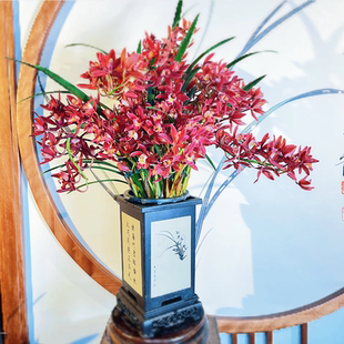 中国红双喜临门(带多花苞)大将军室内兰花绿植浓香年宵花卉盆栽