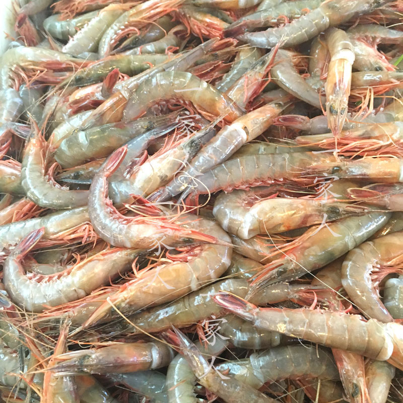 宁波石浦东海带青膏野生滑皮虾新鲜海虾对虾硬壳虾呛虾剑虾1斤装