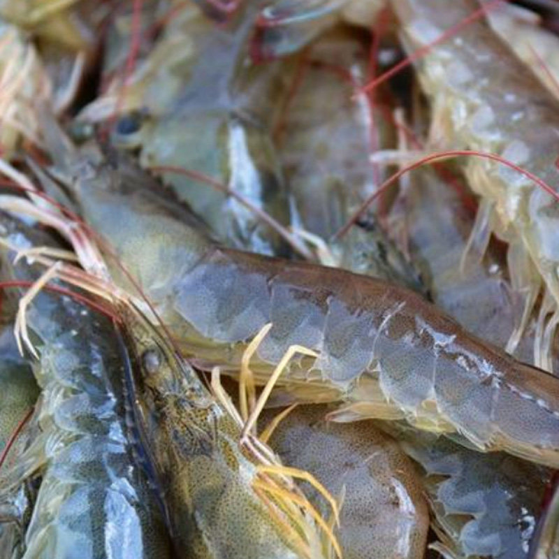 大虾 新鲜海鲜超大对虾新鲜海虾特大青虾速冻基围虾冷冻白虾