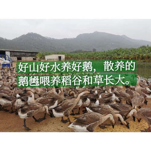 超大流油农家自枚装网红咸鹅蛋