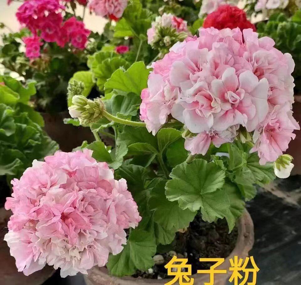重瓣直立天竺葵国王公主盆栽花洋绣球四季开花好养阳台庭院花卉