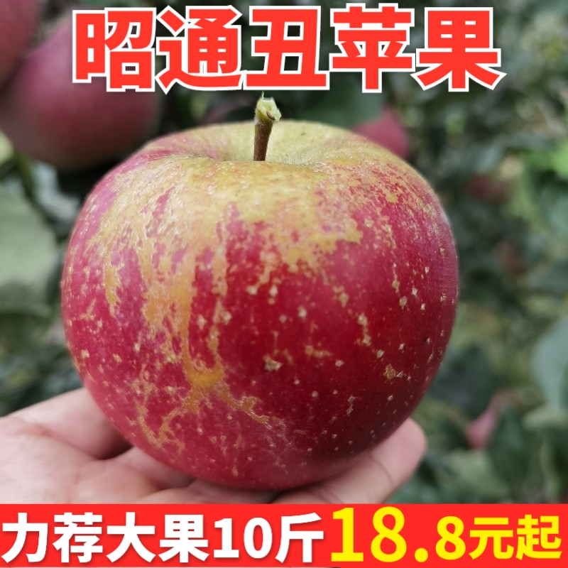 云南昭通丑苹果冰糖心野生苹果水果新鲜当季应季整箱10斤现摘包邮