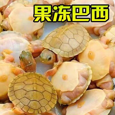 蕉糖果冻黑化悖论白化巴西龟蛋变异巴西龟蛋宠物观赏龟受精包孵化