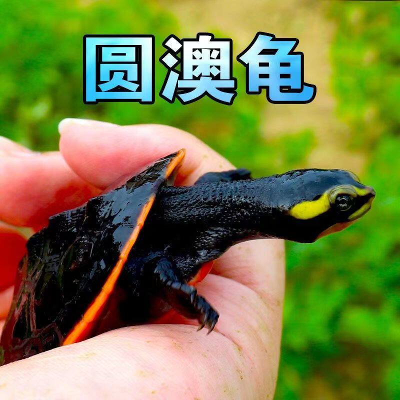 深水混养圆澳龟圆奥活体红纹曲颈龟/鳖