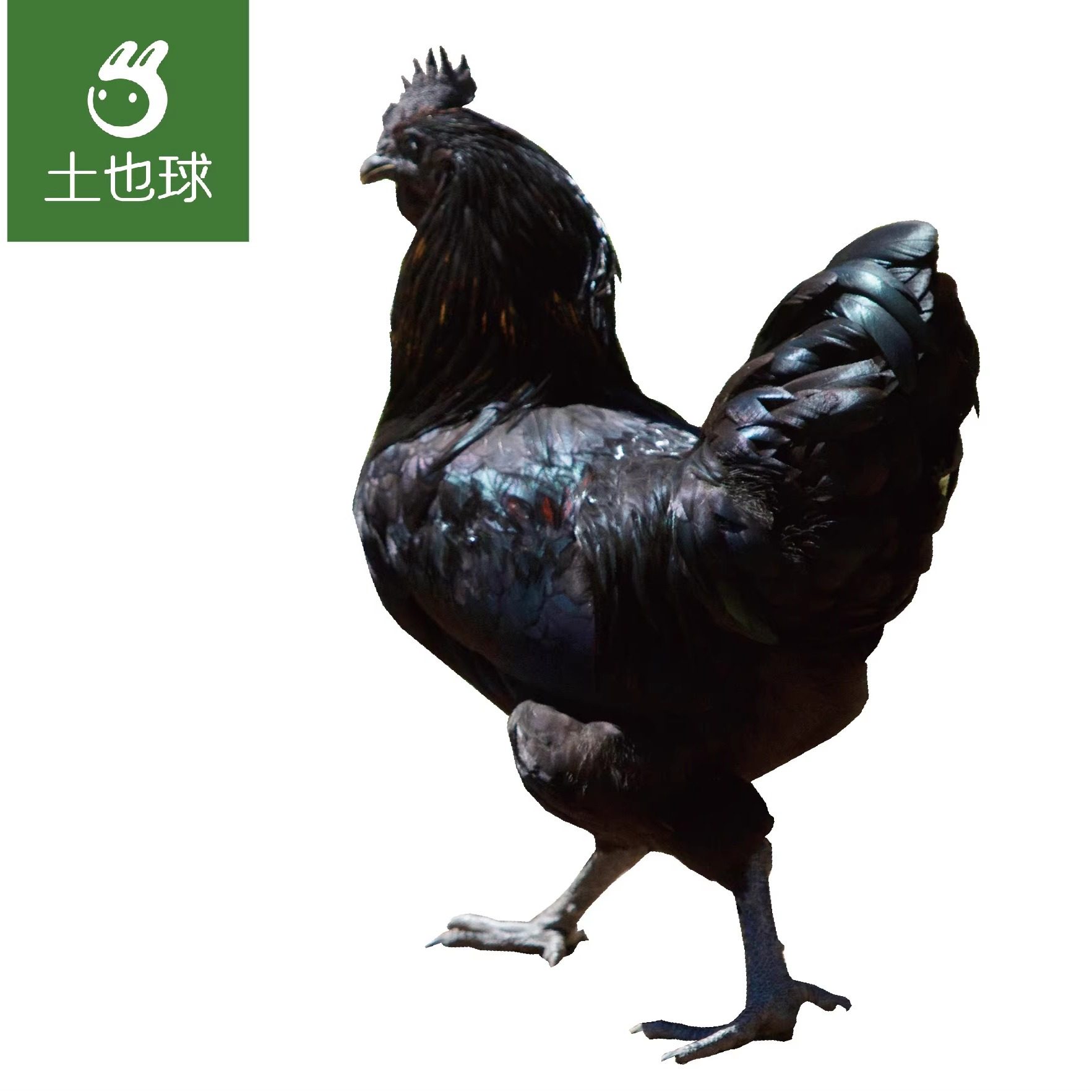 高山放养现杀速冻乌骨鸡无激素