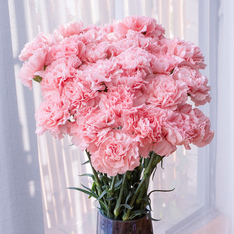 粉色康乃馨鲜花云南昆明基地直发家用水养插花生日花束多头康乃馨,鲜花速递/花卉仿真/绿植园艺,花材,淘宝优惠券,粉丝福利购,淘宝优惠卷