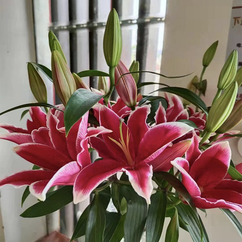 香水百合鲜花水养插花云南直发