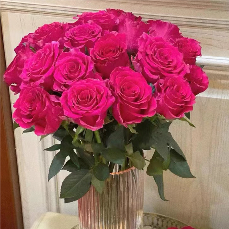 A级弗洛伊德玫瑰鲜花基地直发