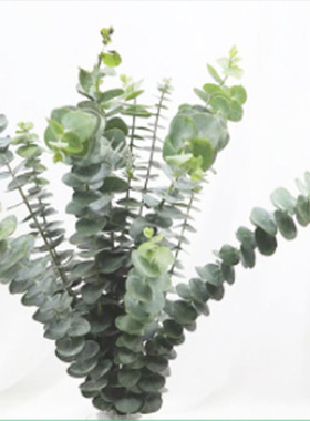 尤加利叶喷泉草小盼草雪柳叶鲜切花花材云南基地直发配花花束插花