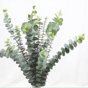 尤加利叶喷泉草小盼草雪柳叶鲜切花花材云南基地直发配花花束插花