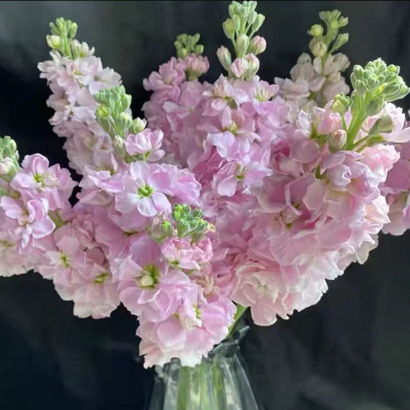 紫罗兰鲜花云南昆明基地直发家用水养插花婚庆花束鲜切花速递同城