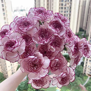紫精灵康乃馨鲜花云南昆明基地直发鲜切花水养插花38妇女节花束