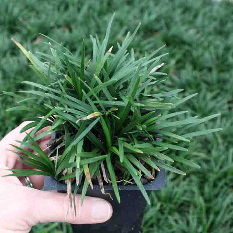 玉龙草花卉多少钱 玉龙草花卉优惠券免费领取 有条鱼