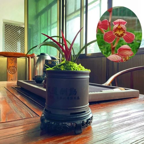 【红草红荷】精品兰花苗荷瓣浓香型绿植盆栽