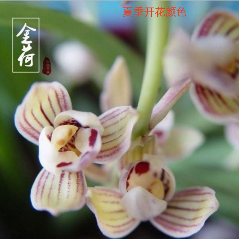金荷 建兰开花浓香型兰花苗好养勤花勤芽绿植盆栽