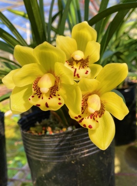 建兰金凤凰金黄色花兰花苗好养易活易开花盆栽花卉绿植