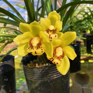 建兰金凤凰金黄色花兰花苗好养易活易开花盆栽花卉绿植